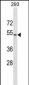 WWTR1 Antibody (C-term)