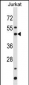 BAG5 Antibody (N-term)