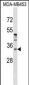 POU6F1 Antibody (N-term)