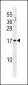 MANF Antibody (N-term)