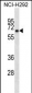 KBTBD10 Antibody (C-term)