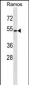 GPR174 Antibody (C-term)