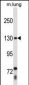 THRAP3 Antibody (C-term)