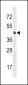 KLF12 Antibody (C-term)