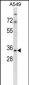MRPS15 Antibody (Center)