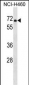 PDE1B Antibody (C-term)