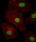 ISL2 Antibody (N-term)