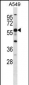 GPR153 Antibody (N-term)