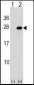 ATF3 Antibody (C-term)