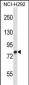 MMP9 Antibody (C-term)