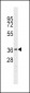 NKX6-1 Antibody (C-term)