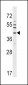 NKX6-1 Antibody (C-term)