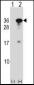 RYBP Antibody (N-term)