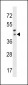 RRH Antibody (C-term)