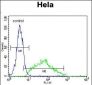 LEP Antibody (N-term)