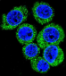 LEP Antibody (N-term)