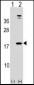 LEP Antibody (N-term)