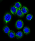 EPOR Antibody (Center)