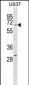 RGS14 Antibody (Center)