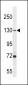 USP7 Antibody (Center)