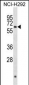 ARX Antibody (N-term)