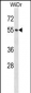 NUP50 Antibody (Center)