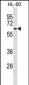 CLK2 Antibody (Center)