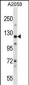 BAT3 Antibody (C-term)