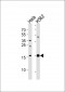 PPIL1 Antibody (Center)