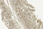 METAP1 Antibody