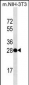 THAP11 Antibody (Center)