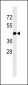 GJC2 Antibody (N-term)