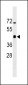 Mouse Irgm1 Antibody (C-term)