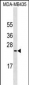 MUC1 Antibody