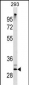 ZWINT Antibody