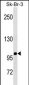 SPN/CD43 Antibody (N-term)