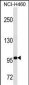 TLE4 Antibody (Center)(Ascites)