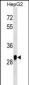 HNMT Antibody