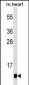 UBL5 Antibody