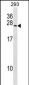 BOK Antibody (N-term)