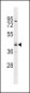 SHBG Antibody (N-term)