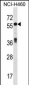 ICA1 Antibody (N-term)