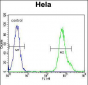 MYH9 Antibody (N-term Y158)