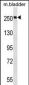 MYH9 Antibody (N-term Y158)