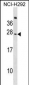 CD300C Antibody (C-term)