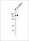 TRIM25 Antibody (Center)