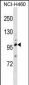 TRPC1 Antibody (C-term)