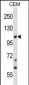 TRPC7 Antibody (C-term)