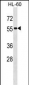 SEPT1 Antibody (N-term)