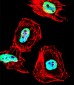 HDAC1 Antibody (Center S423)